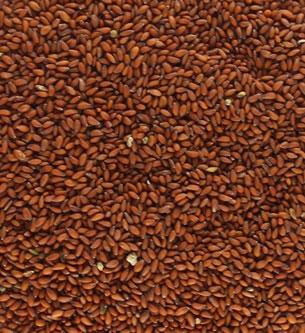 ASALIYA (HALIM SEEDS) 
