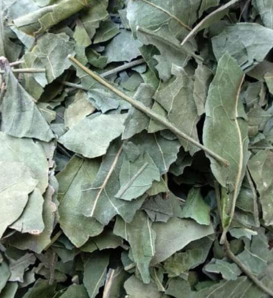BILLI PATRA (BAEL LEAVES)