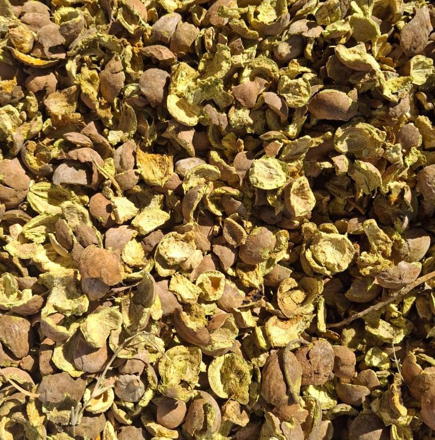 BAHEDA CHHAL (BIBHITAKI BARK)
