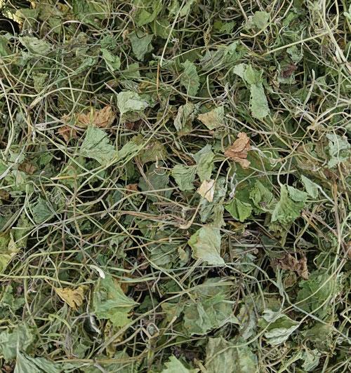 BRAHMI (MANDUKPARNI)  