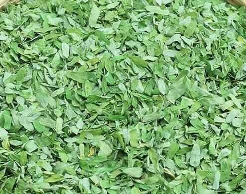 CHANOTHI PAN  (GUNJA LEAVES) 