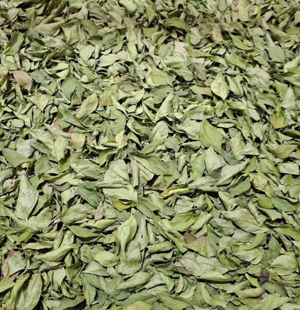 CURRY LEAVES (SWEET NEEM)