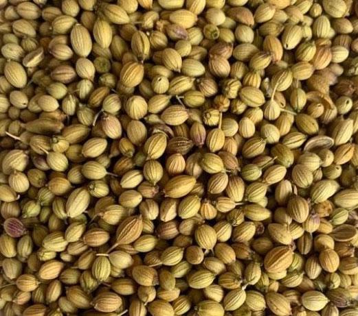 CORIANDER SEEDS (DHANA SEEDS)