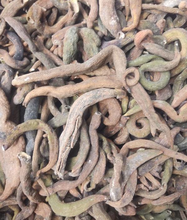KAKDA SHINGI (KARKATASHRINGI) 