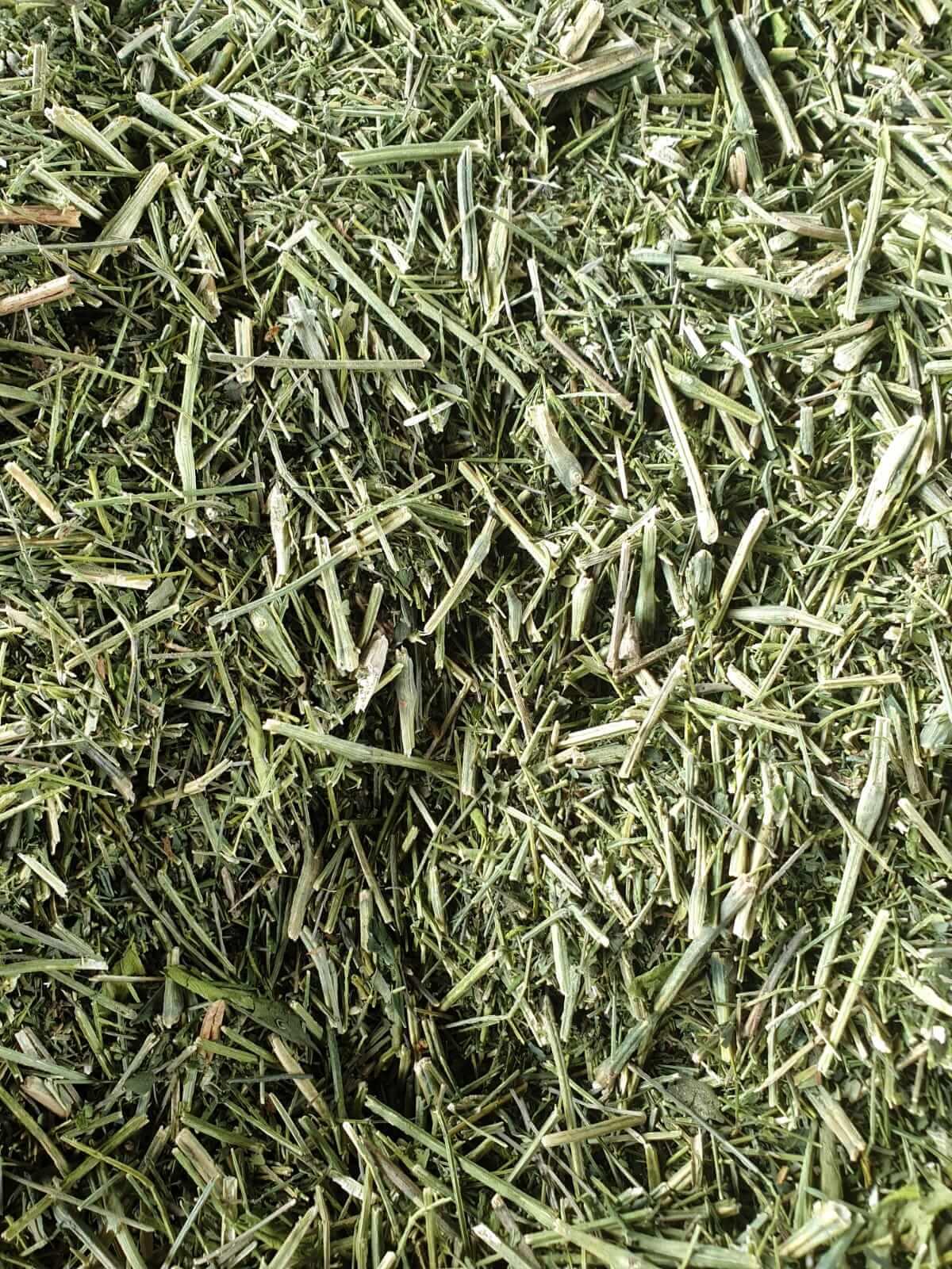 KARIYATU (KALMEGH)