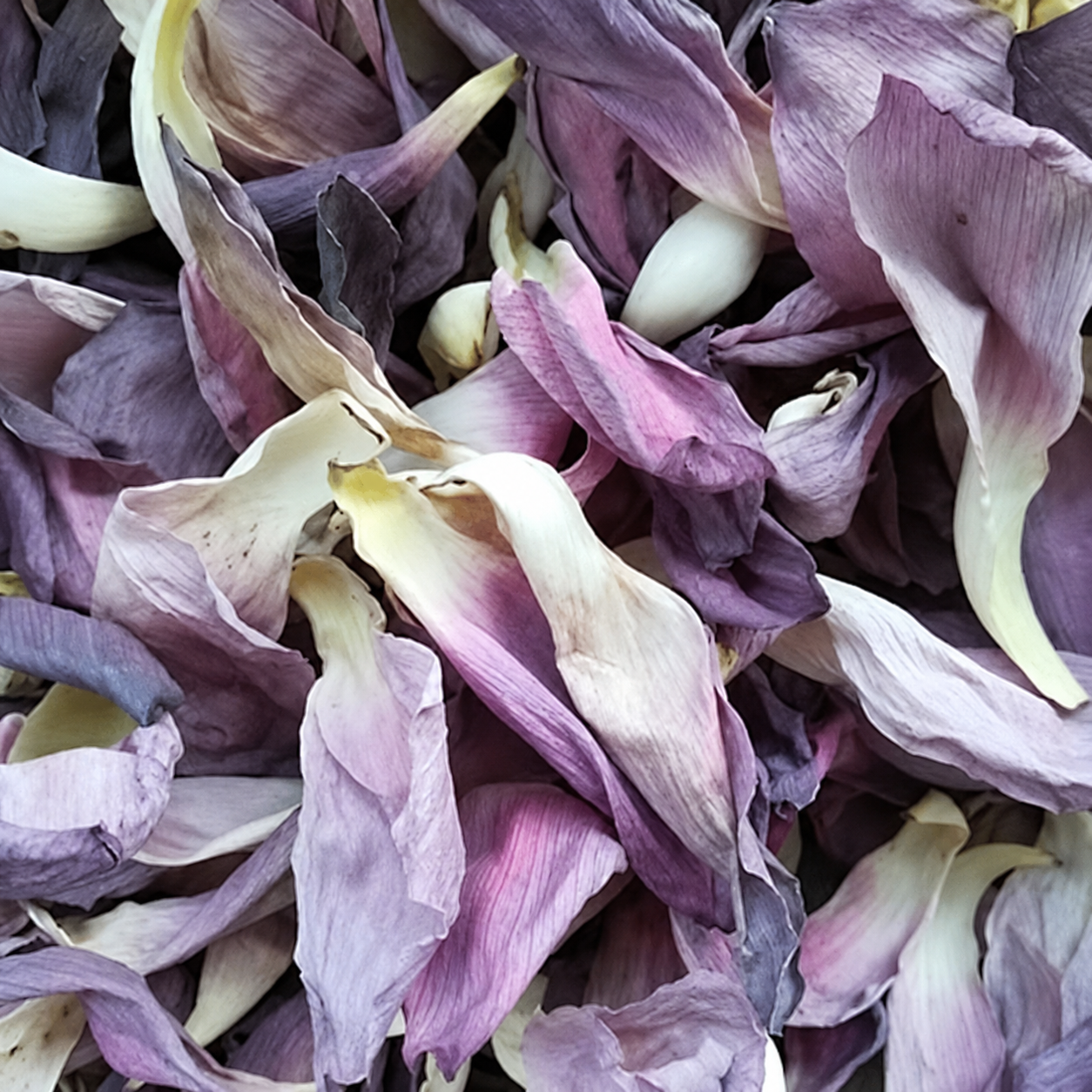 KAMAL PHOOL (LOTUS FLOWER) 