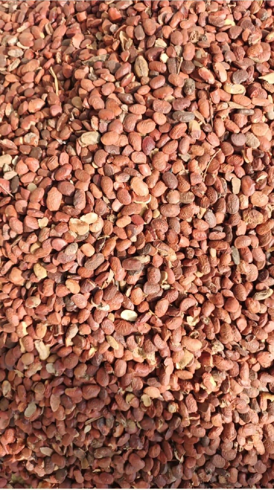 KARANJ BEEJ (KARANJA SEEDS) 