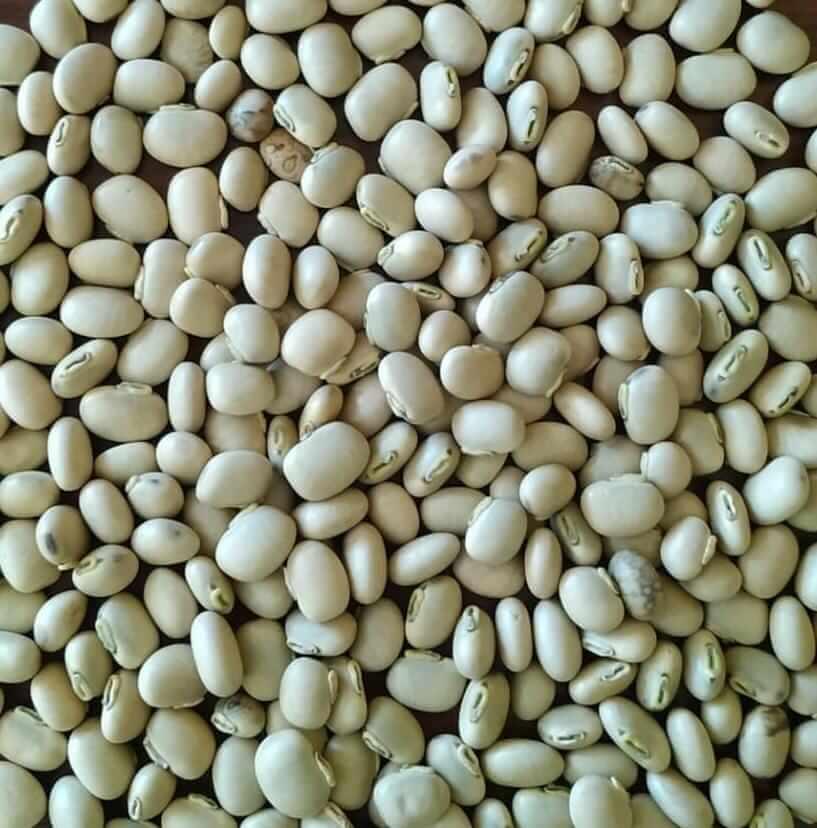 KAUCHA (WHITE) 