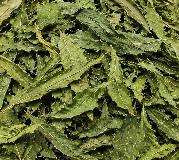 NEEM LEAVES 