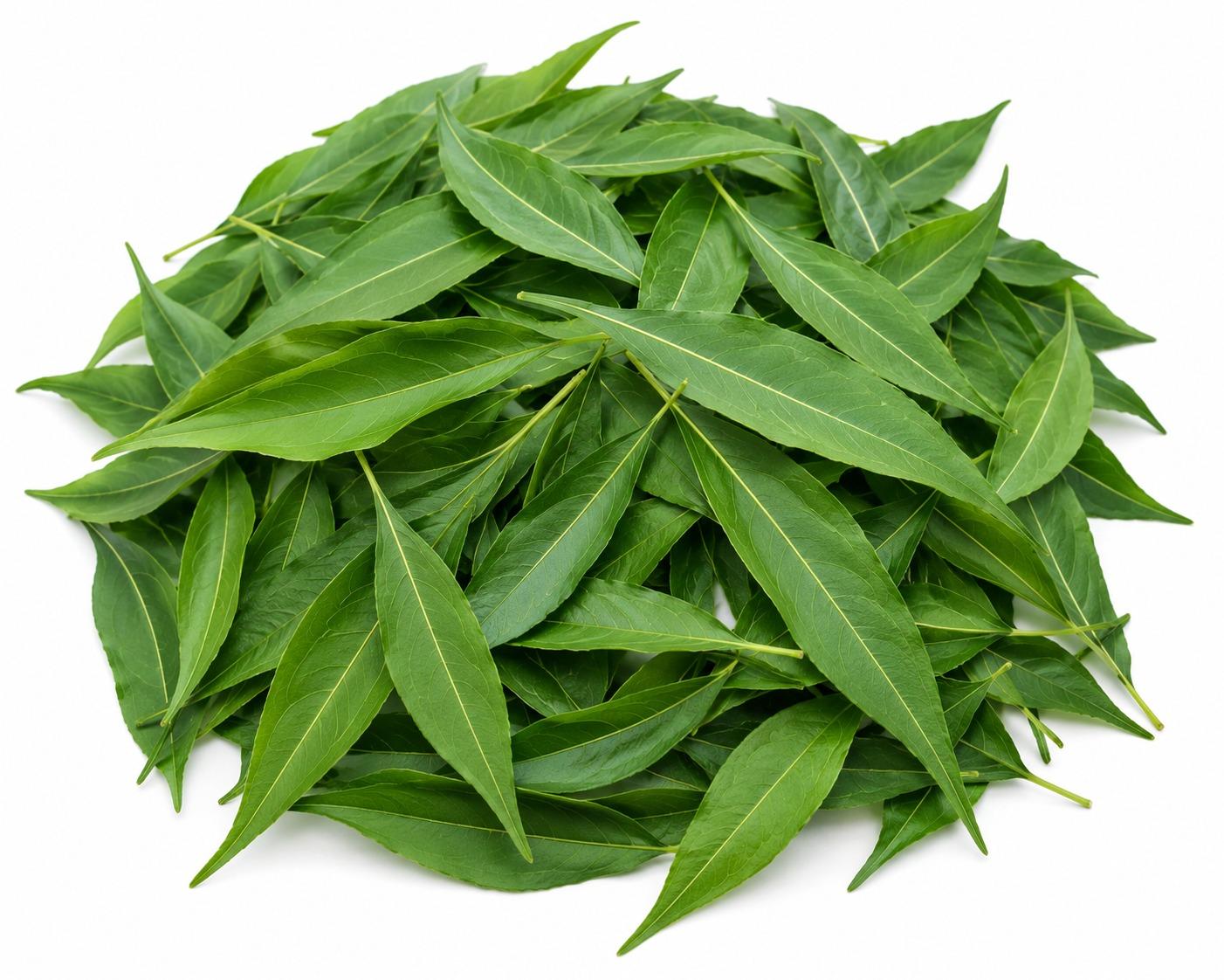 NIRGUNDI LEAVES 