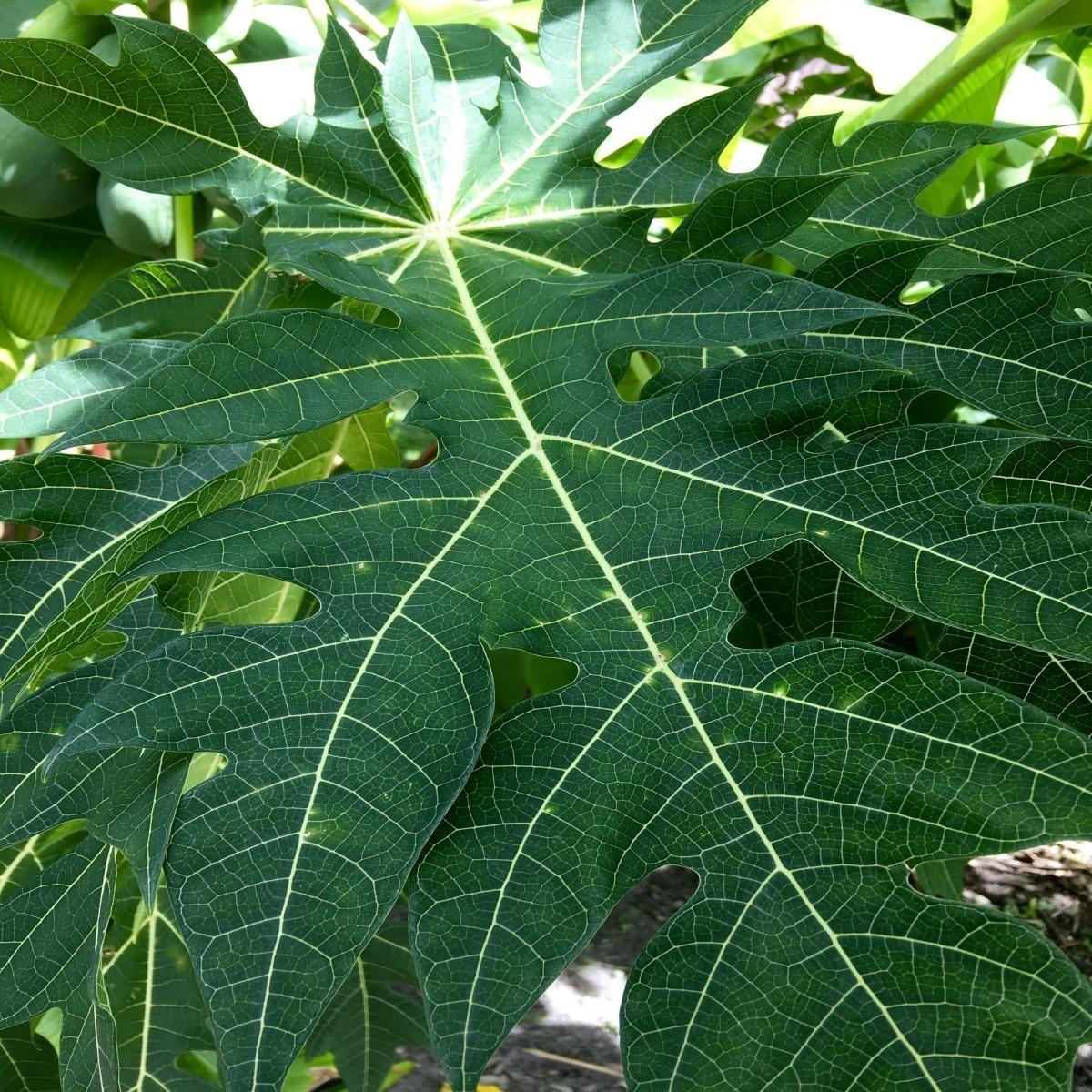 PAPAYA LEAVES 