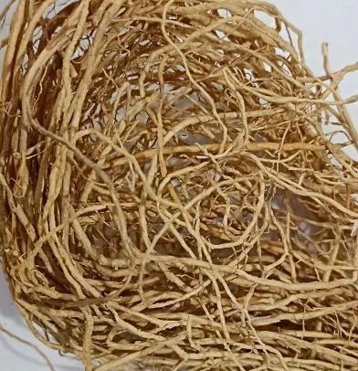 SUGANDHI VALO (VETIVER ROOT)