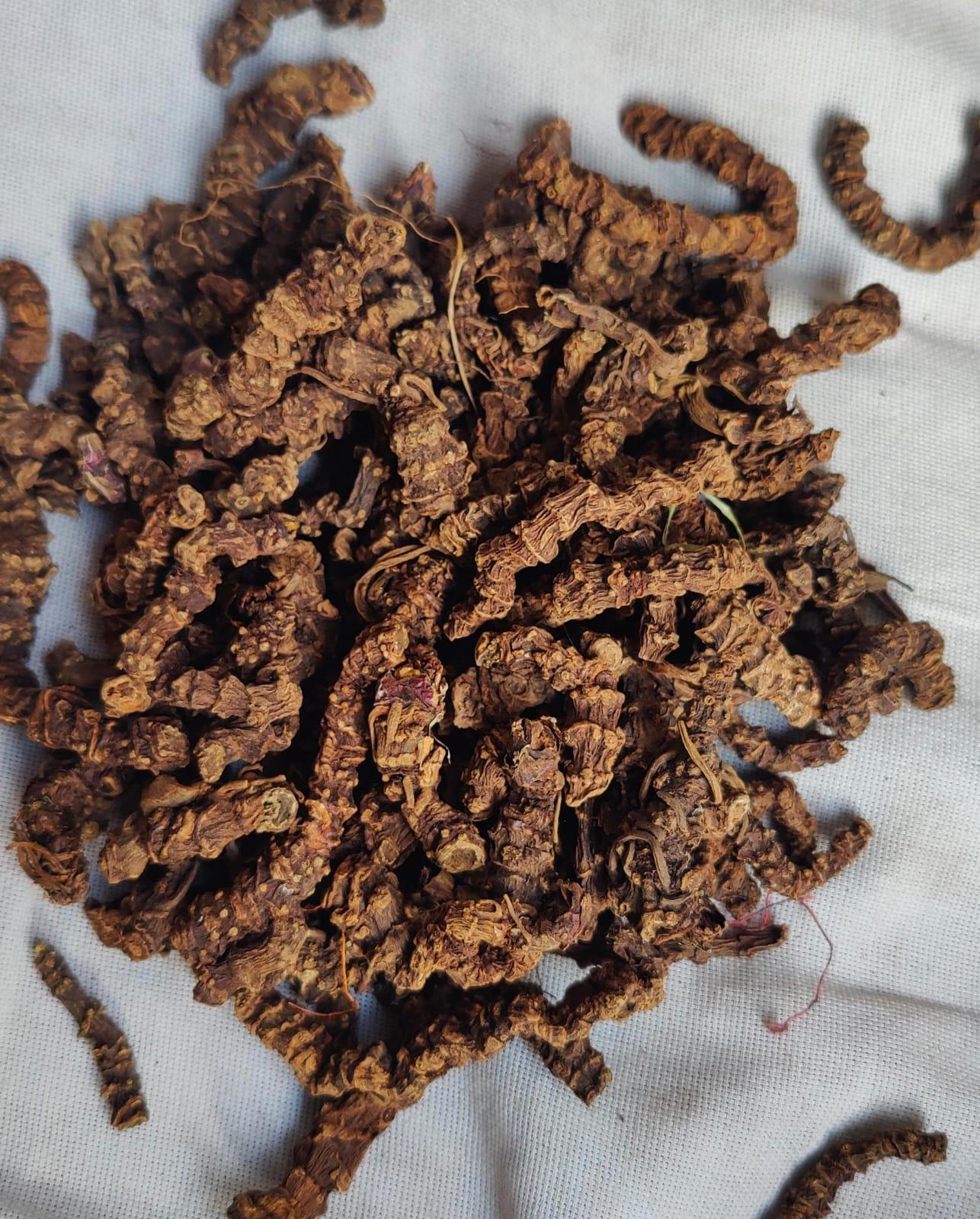 TAGAR ROOT