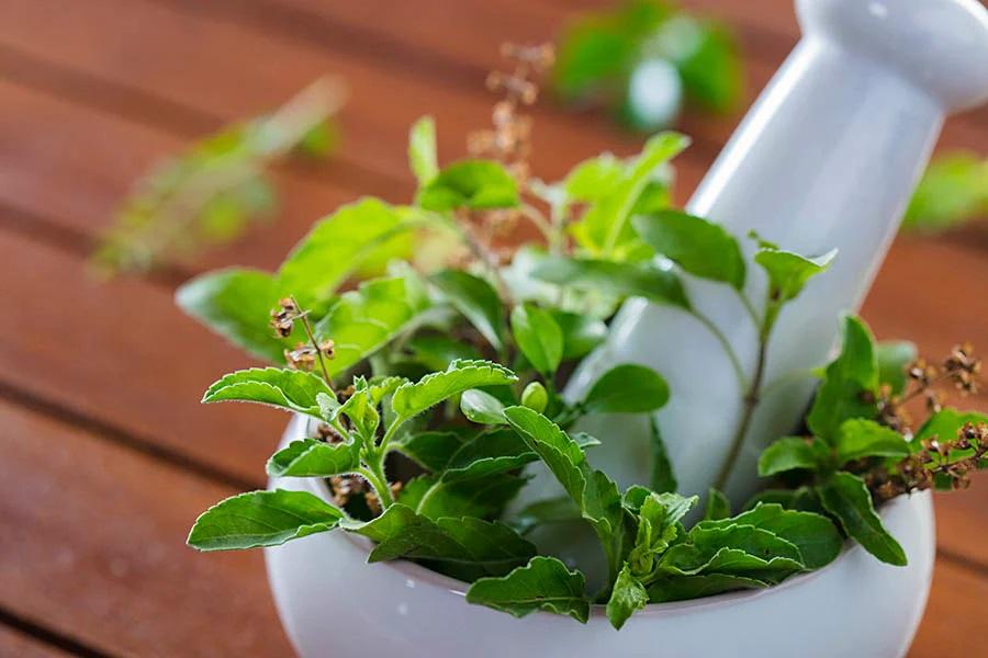 TULSI LEAVES 