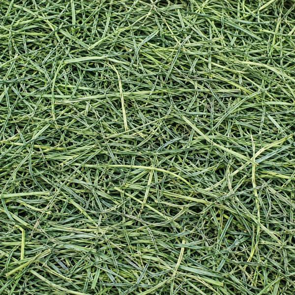 Wheatgrass (JAVARA)